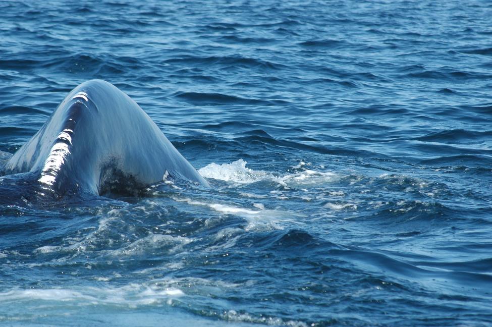 The extensive scarring from at least two previous entanglements in fishing rope cover the base of Pico's flukes as she dives in the Bay of Fundy in Canada on September 15, 2009
