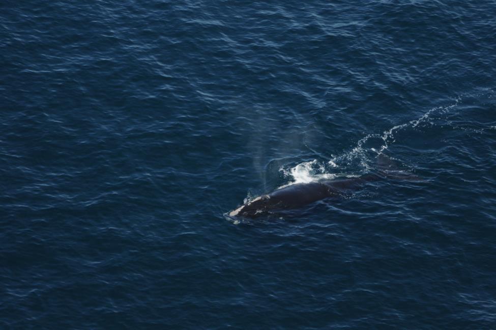 north atlantic right whale #4091 swims off the coast of southern new england in 2015