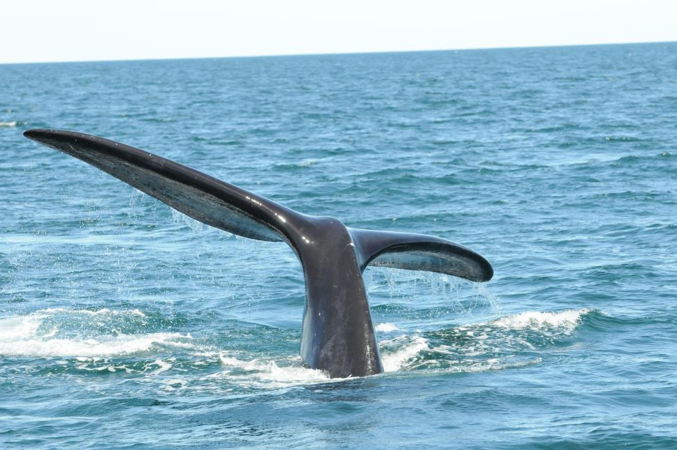 north atlantic right whale #3245 dives in the Bay of Fundy in 2016, displaying his flukes that are in excellent condition