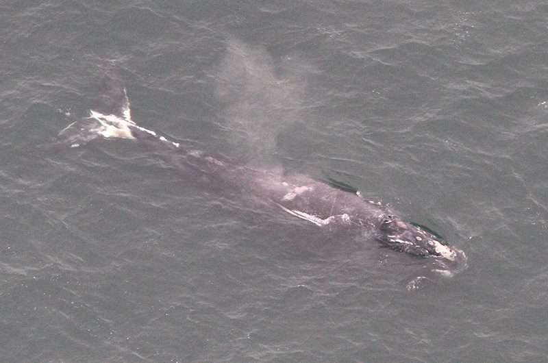 north atlantic right whale known as nantucket, catalog number 1971, swims off the coast of nantucket island massachusetts on november 26, 2018