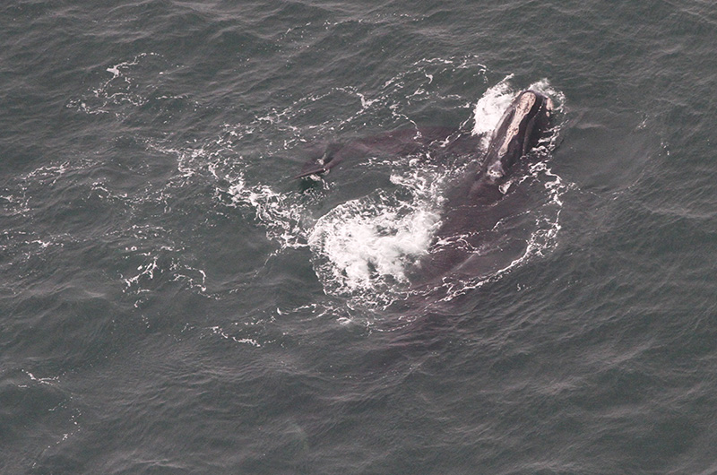 two north atlantic right whales photographed off nantucket on november 26th 2018