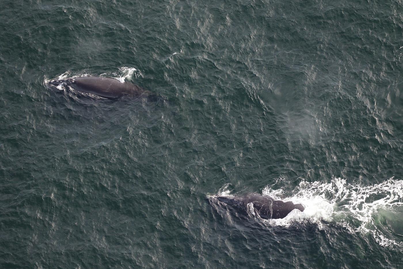 north atlantic right whales boomerang, number 2503, and magnet, number 3808, travel together southeast of tybee island off the coast of georgia