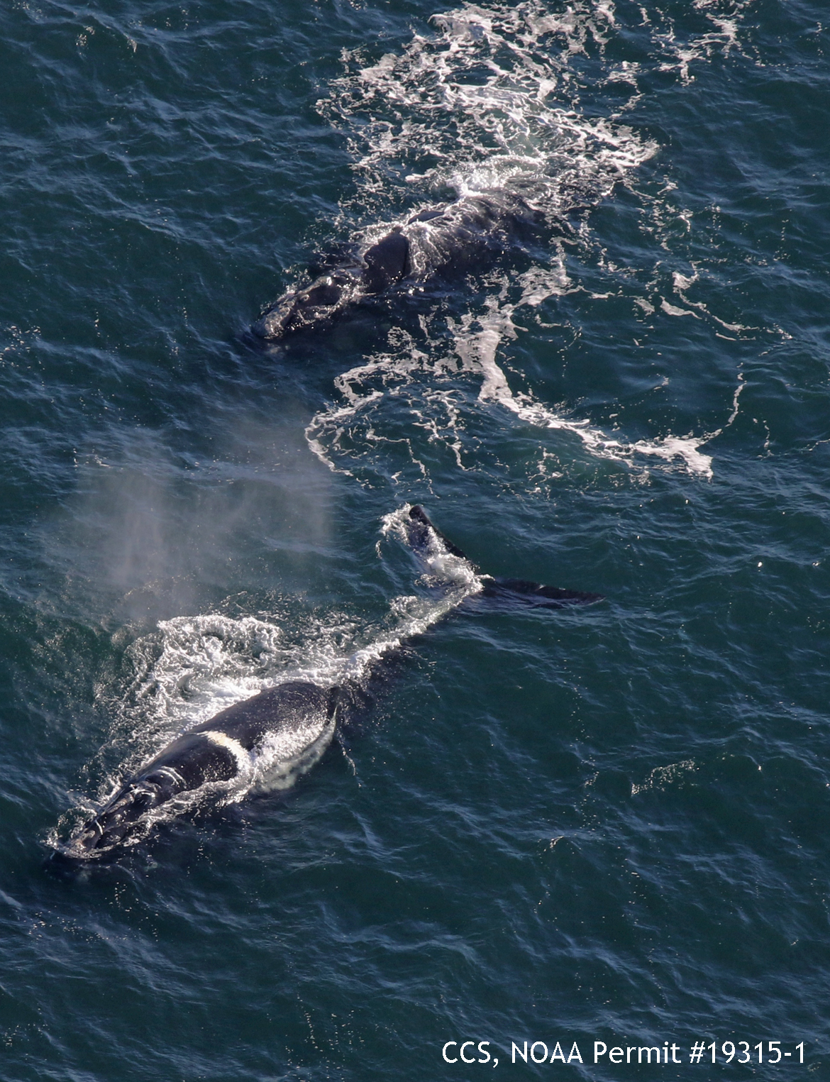 north atlantic right whale #2910 swims with ruffian (#3530) in cape cod bay on december 19th, 2018