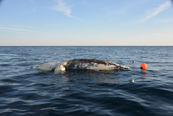 researchers attach buoys to 3893