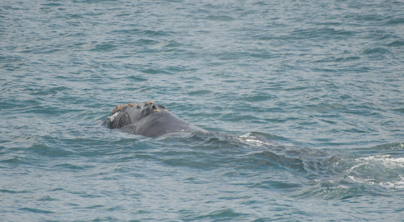 Mogul feeding off the coast of Iceland