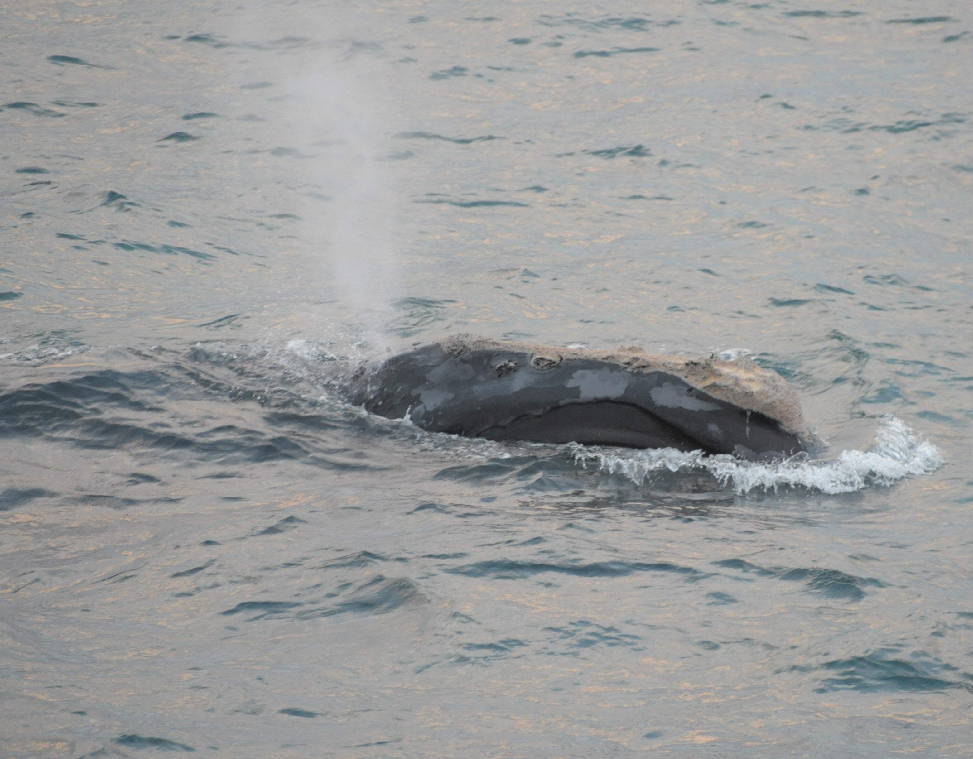 Mogul feeding off the coast of Iceland