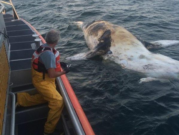 Researcher taking samples of whale