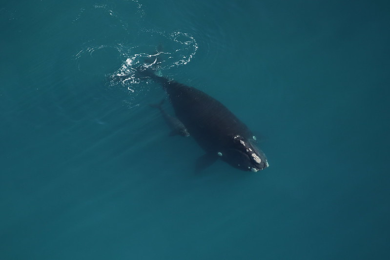 north atlantic right whale number 3560 swims with her new calf off the coast of sapelo island, georgia