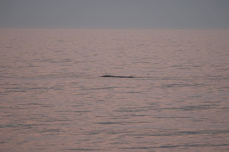 north atlantic right whale with calf off the coast of ponte vedra beach in florida