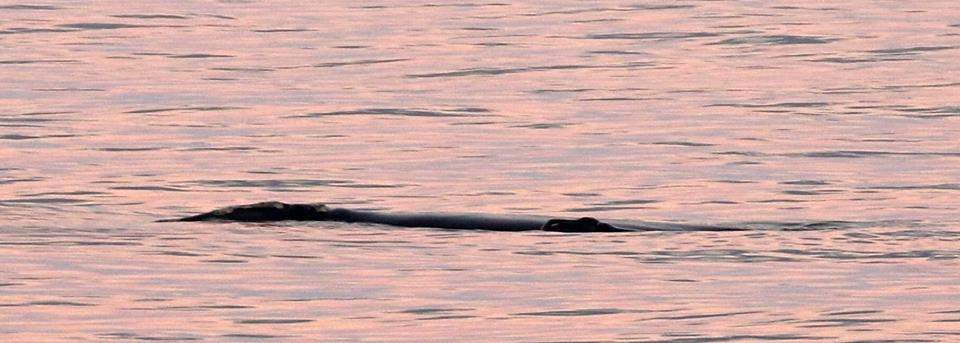 enhanced photo of north atlantic right whale with calf off the coast of ponte vedra beach in florida