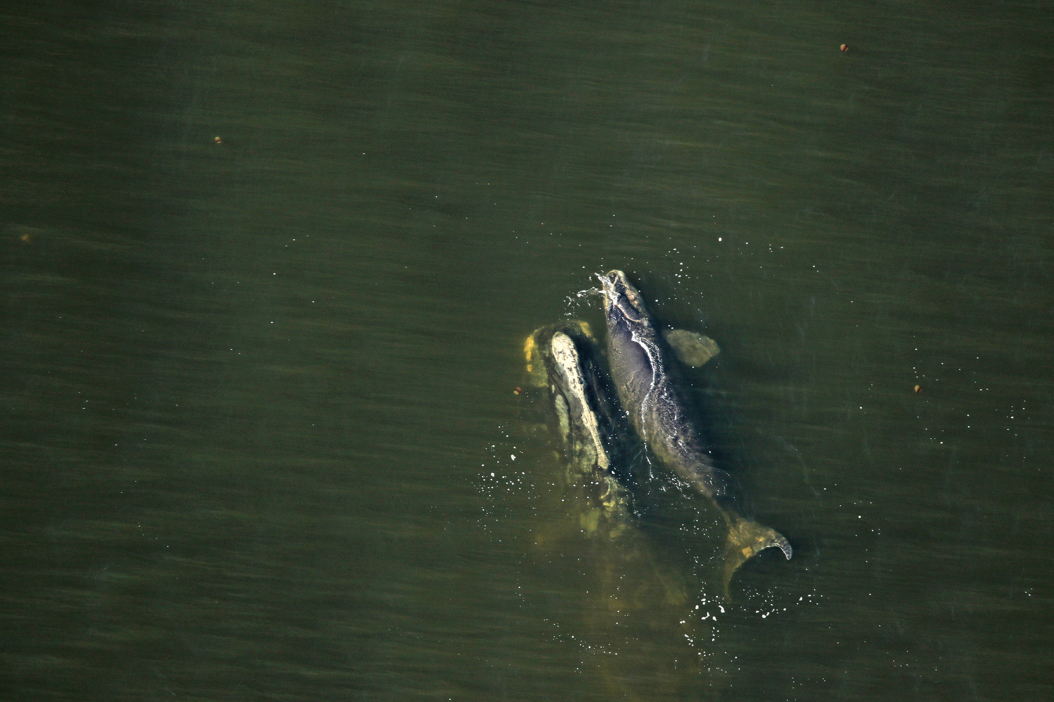 north atlantic right whale number 1204 swims with her calf near amelia island off the coast of florida