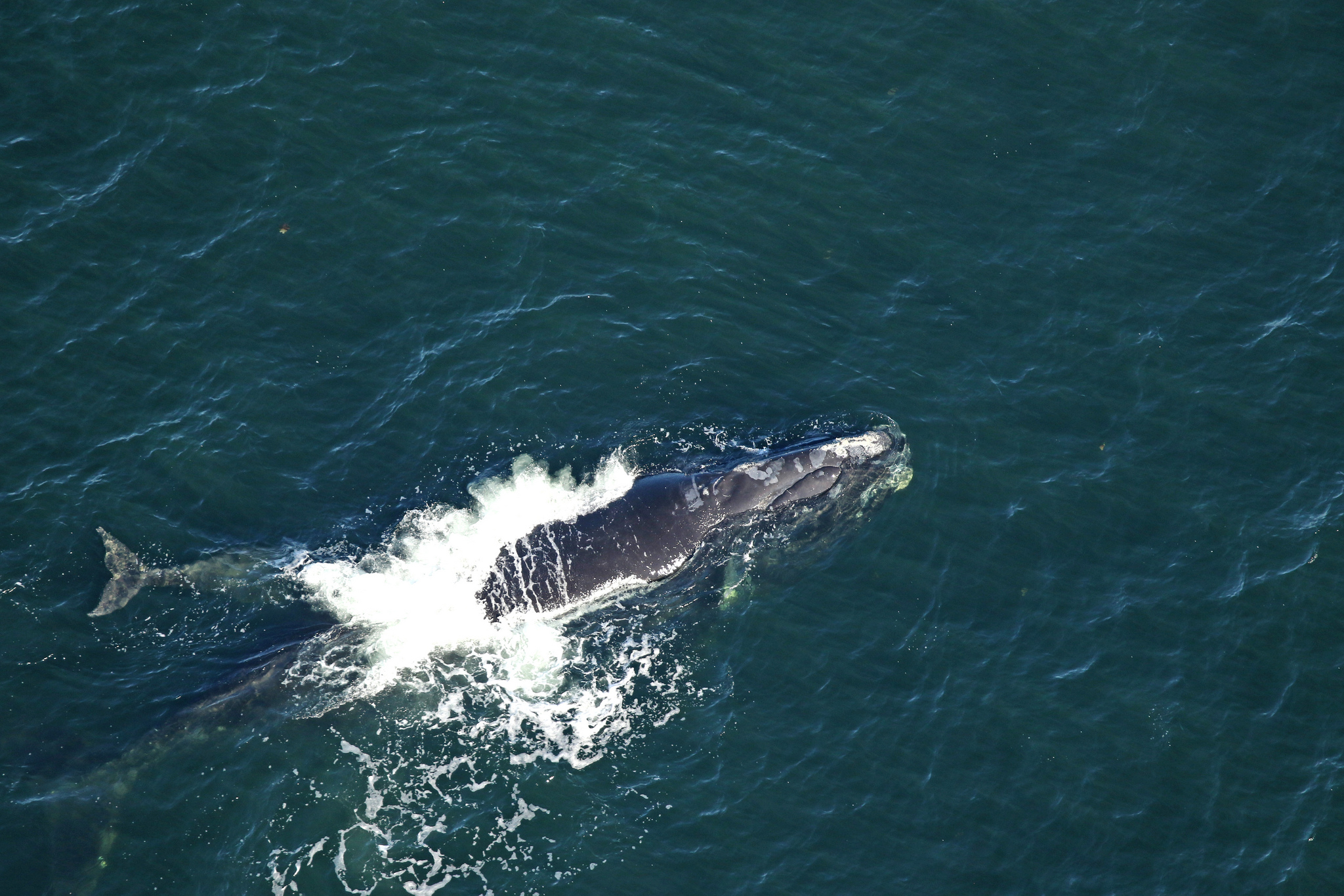 north atlantic right whale number 2503, known as boomerang, swims with her calf off the coast of georgia on january 25, 2019