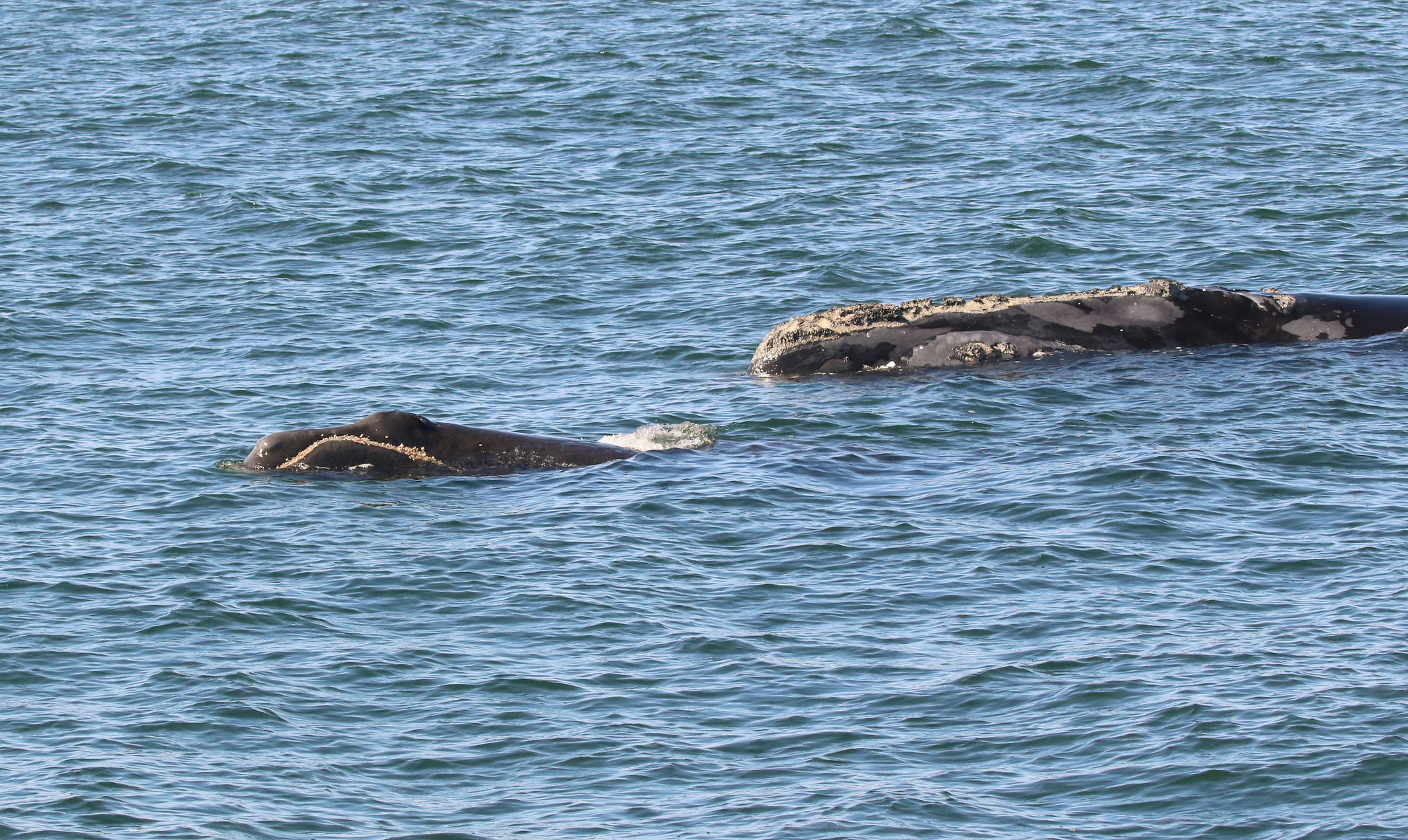 north atlantic right whale number 2791 swims with her calf off the coast of georgia in january of 2019