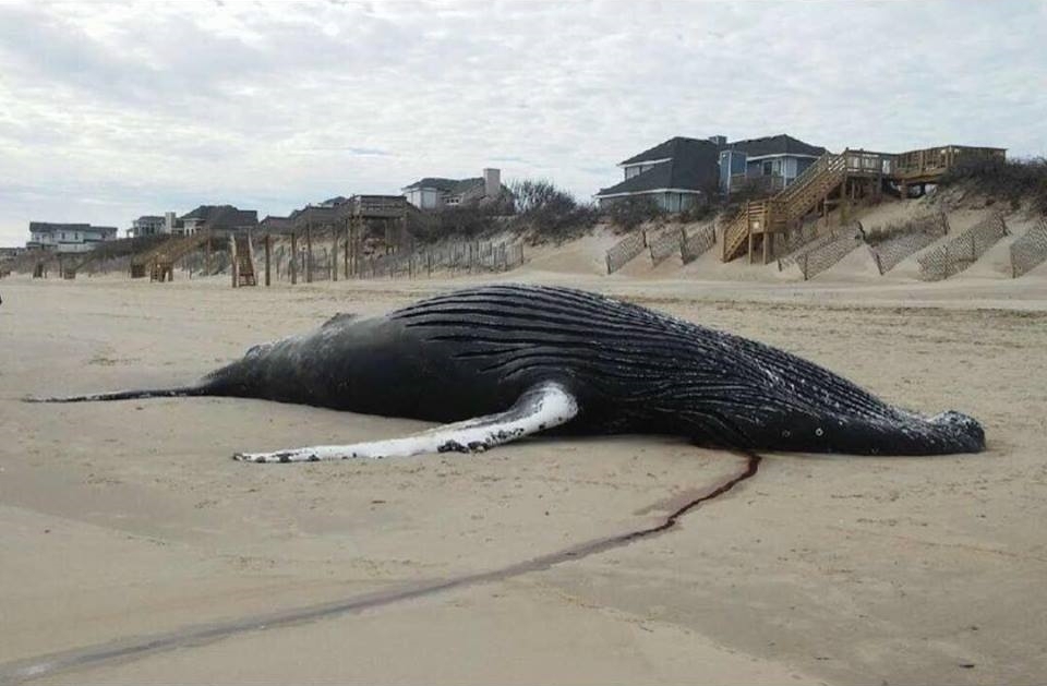 humpback whale found dead on the beach in corolla, north carolina on february 17th, 2019