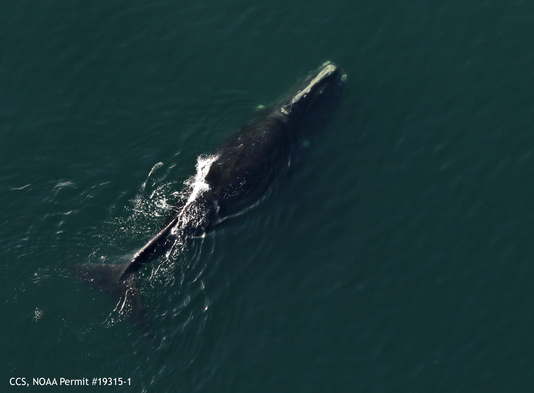 north atlantic right whale #3845, known as mogul, swims in cape cod bay on march 1st 2019