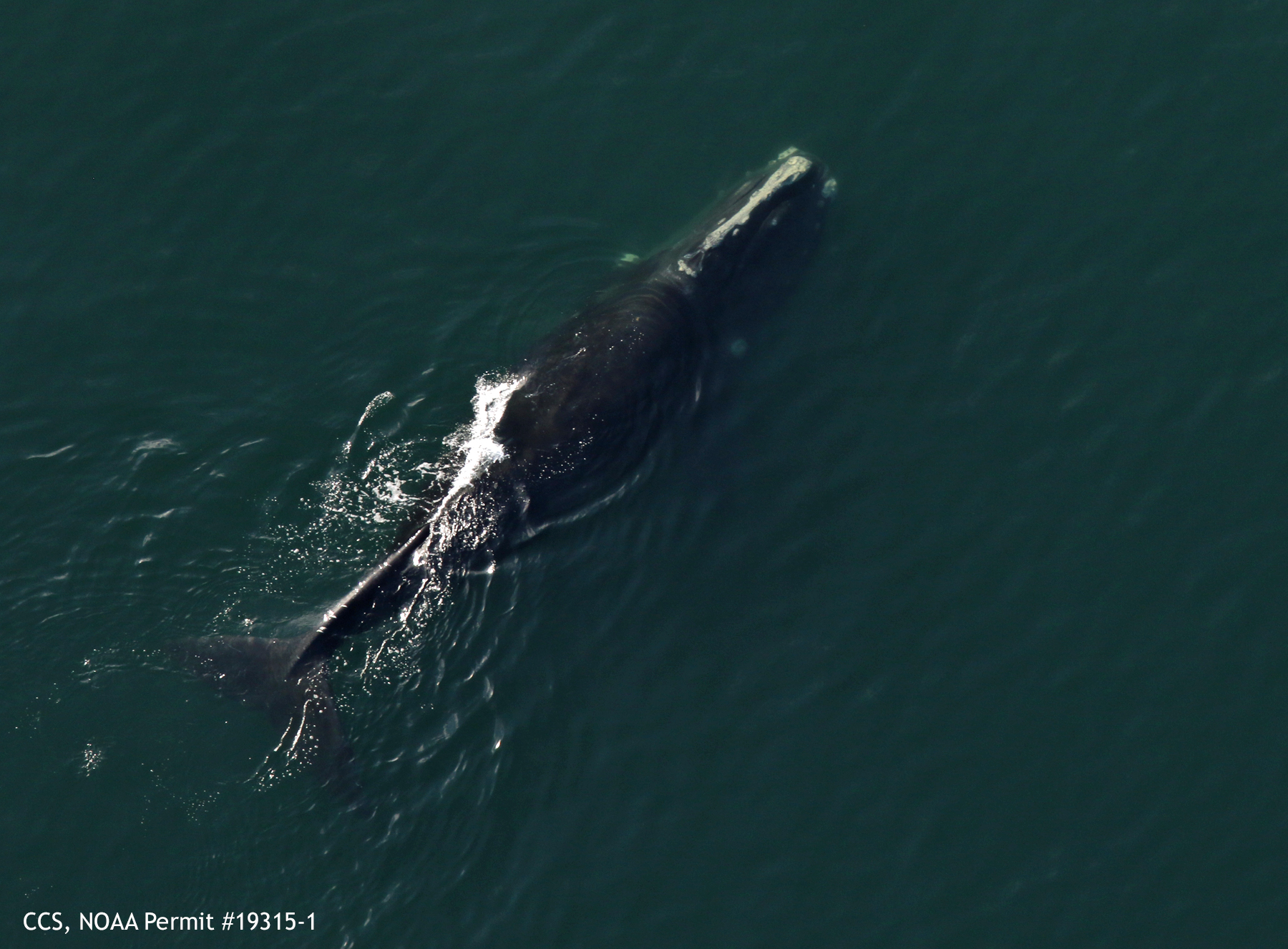 north atlantic right whale #3845, known as mogul, swims in cape cod bay on march 1st 2019