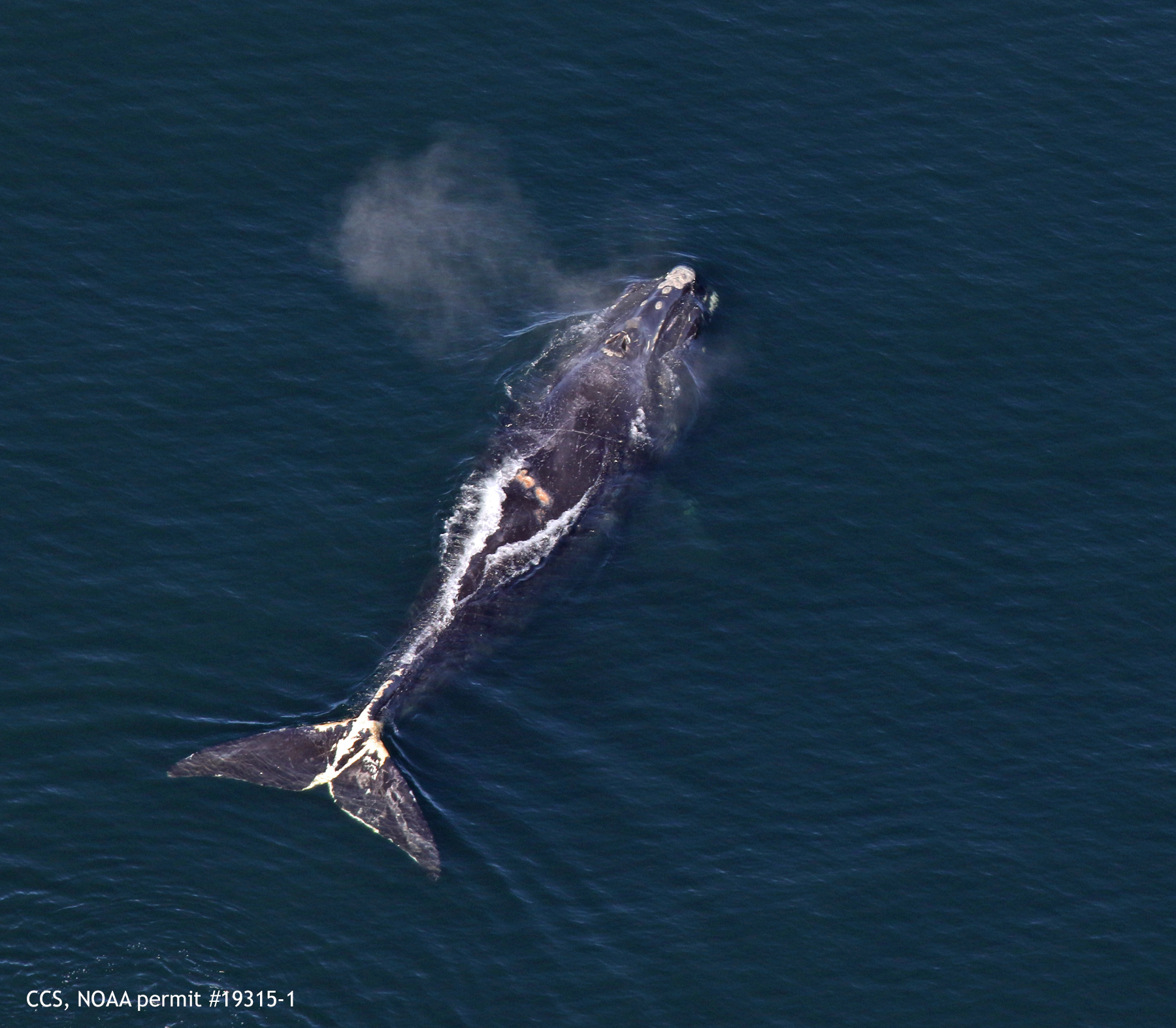 north atlantic right whale nantucket (#1971) swims in cape cod bay on march 1st 2019