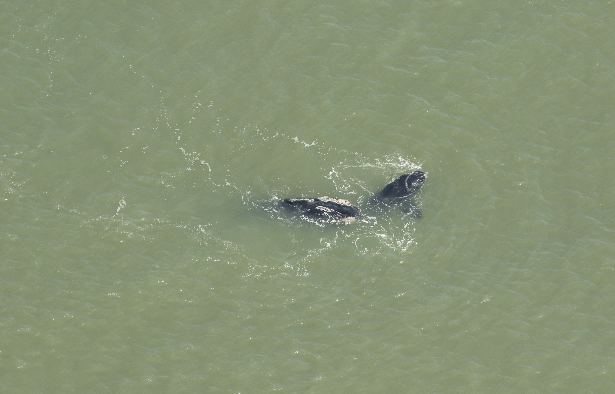 north atlantic right whale #3370 swims with her calf near palm coast, florida on march 21, 2019
