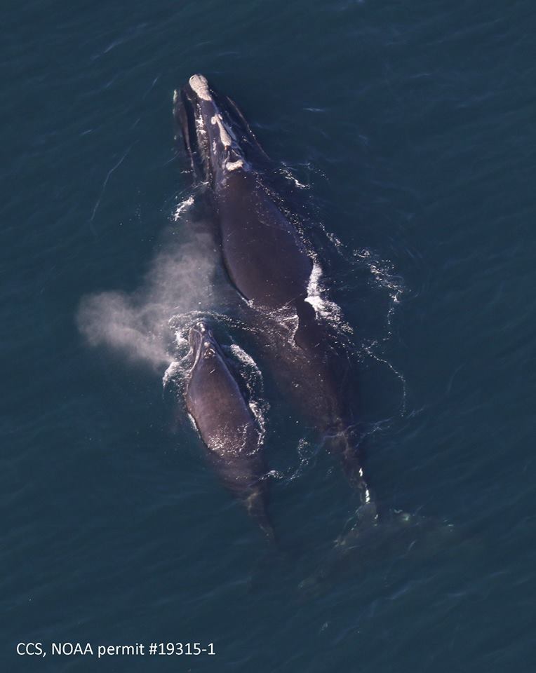 north atlantic right whale #3317 swims with her calf in cape cod bay on april 11, 2019