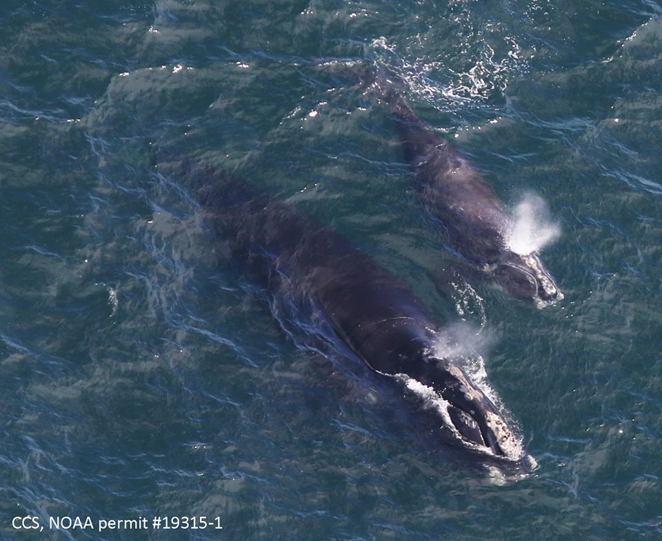 north atlantic right whale #4180 swims with her calf in cape cod bay on april 11, 2019
