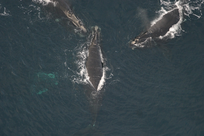 Three whales at the surface at Jordan Basin in the Gulf of Maine
