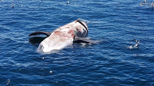 Protect Right Whales: Gulf of St. Lawrence Deaths - June 2017